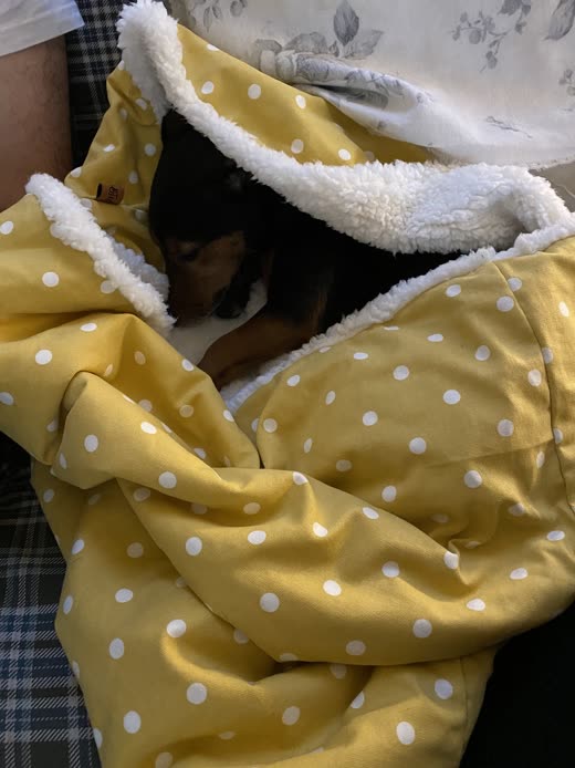A dog tucked under a yellow polka-dot sherpa-lined blanket